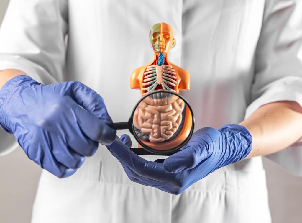 A doctor holding a magnifying glass in front of a model of an intestine