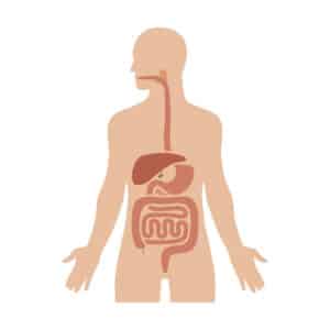 Drawing of a man showing his complete digestive tract.